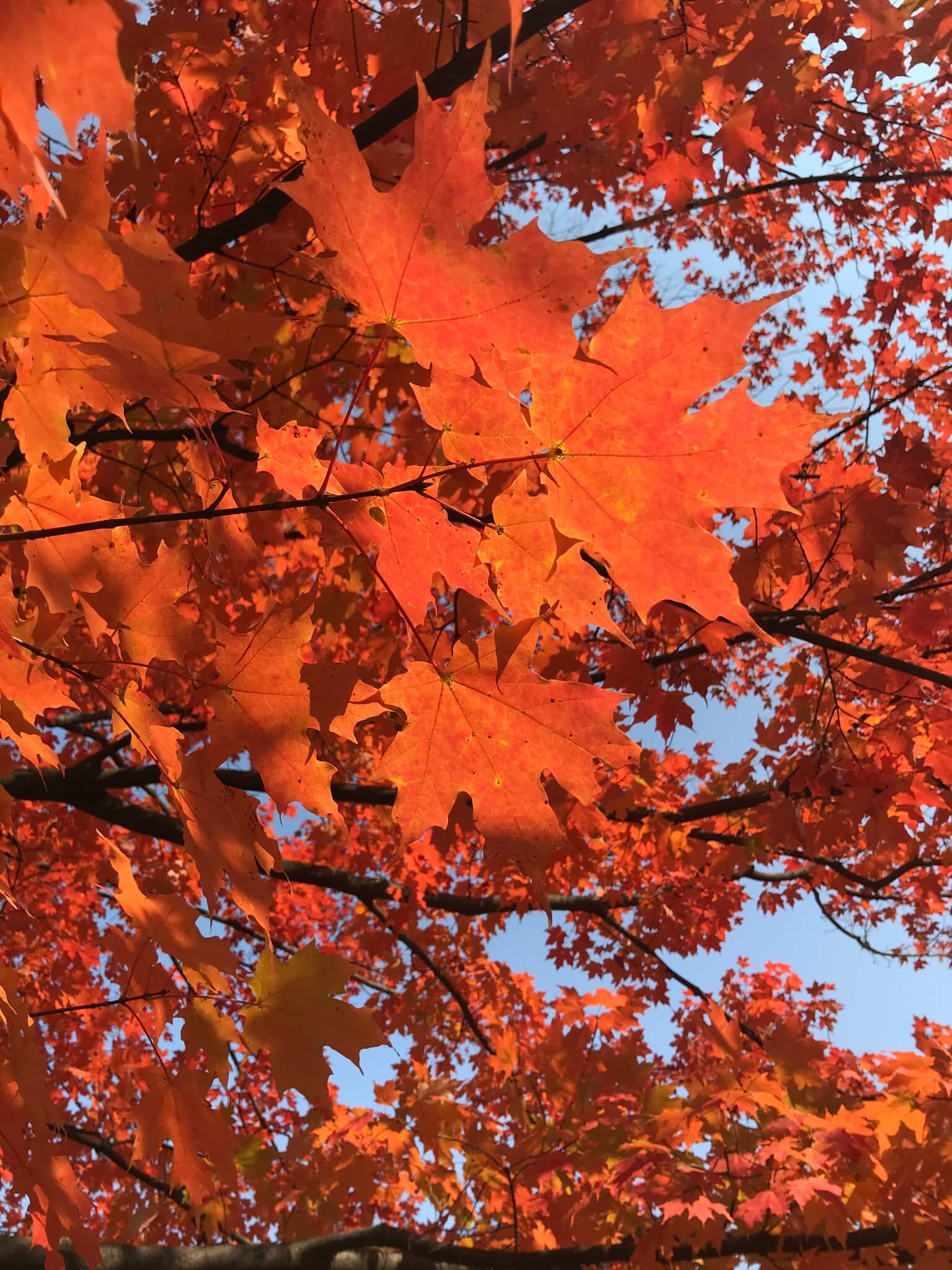 Acer saccharum